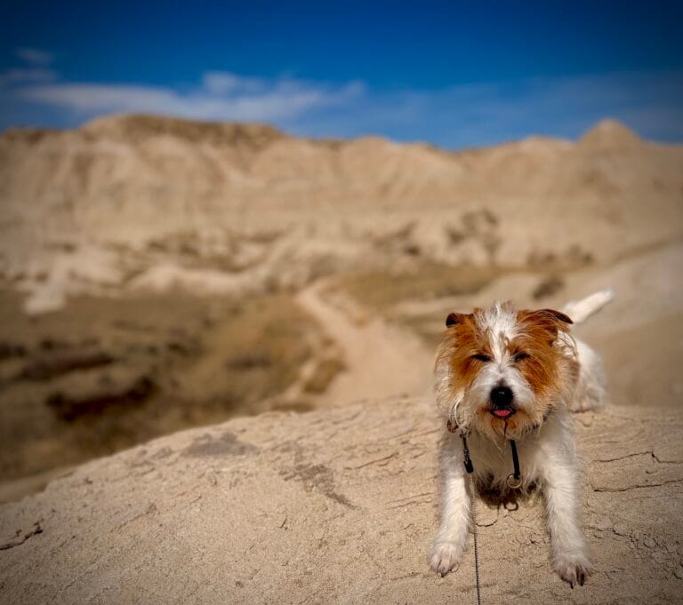 Dog trainer exploring Nebraska outdoors with dog