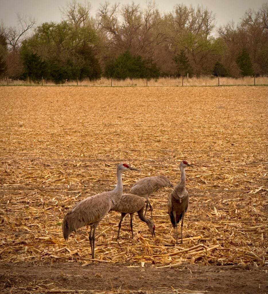 Weekend Wonders – From Toadstool to Sandhill Cranes