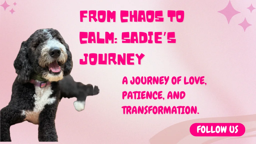 Sadie’s Transformation: From Out of Control to Walking in Harmony Sadie’s Transformation: From Out of Control to Walking in Harmony