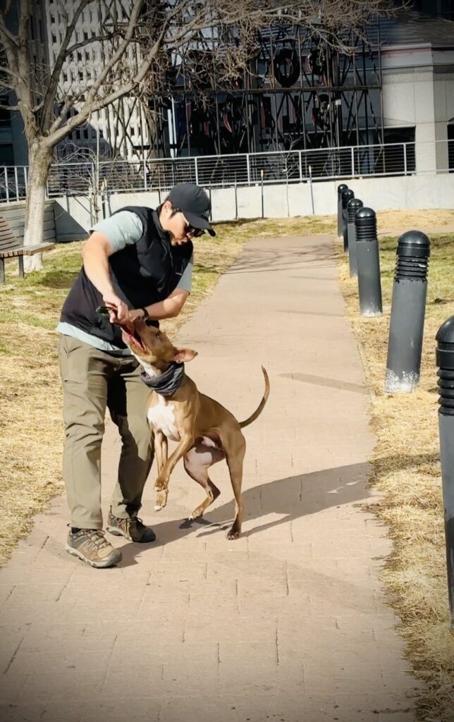 Zero to Hero Puppy Training Lincoln Nebraska