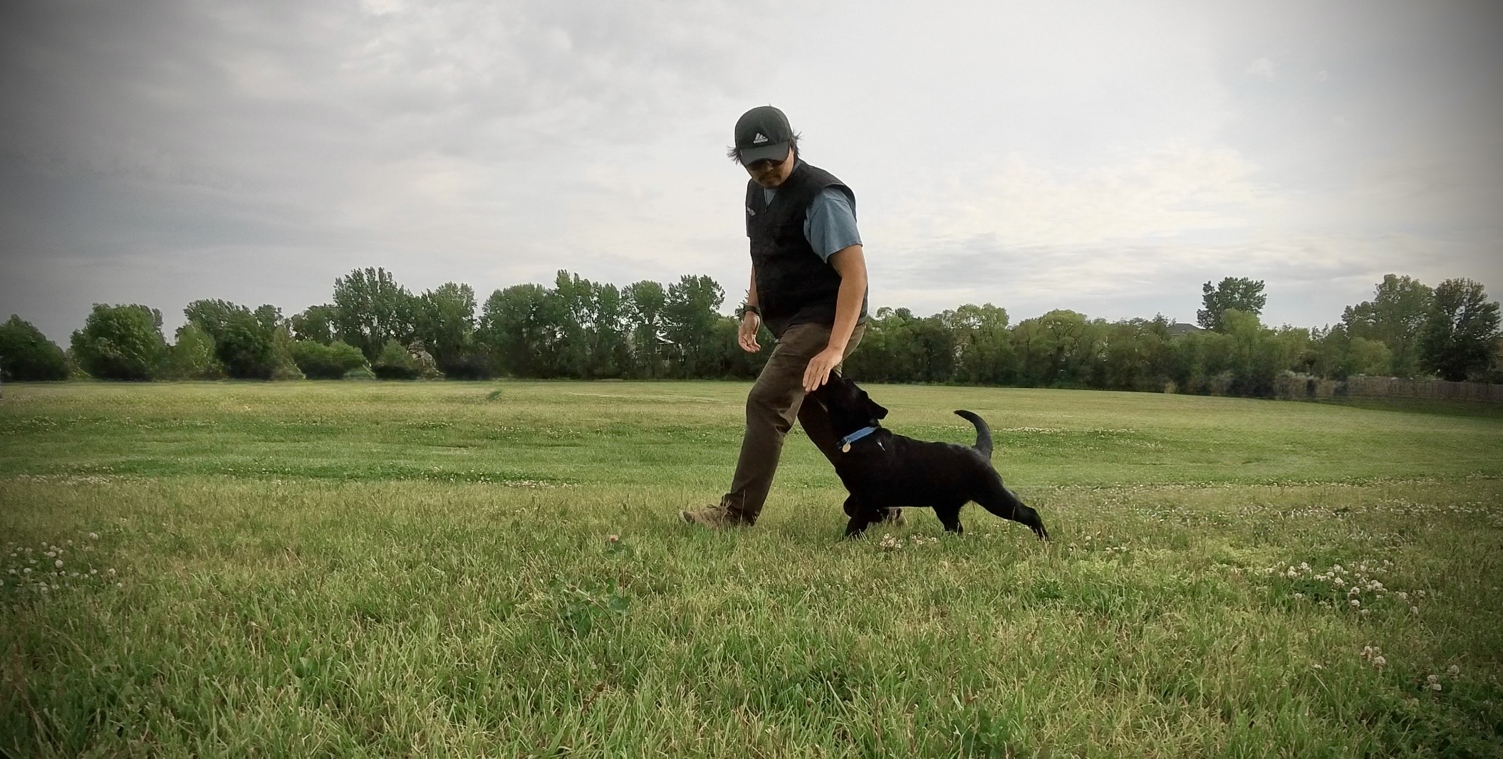 Zero to Hero Puppy Training Lincoln Nebraska