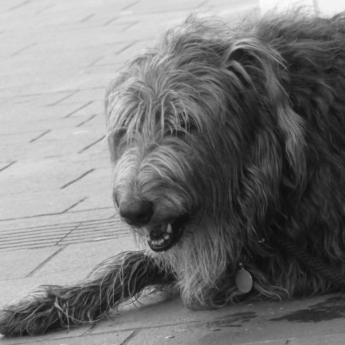 Dog relaxing indoors — Dog Care Tips Lincoln Nebraska